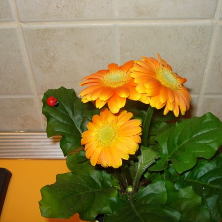 Gerbera!!